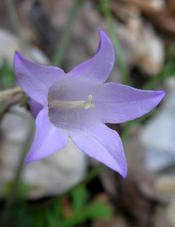 Campanula sibirica / Campanula siberiana
